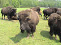 Les bisons