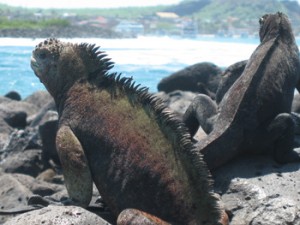 Galapagos le lundi 24 octobre à 19h30 à l’ancien cinéma Taché.