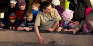 Record d'achalandage au Zoo l'hiver Le pavillon Odyssée Pacifique Sud, dernière nouveauté au Zoo de Granby, a également attiré bon nombre de visiteurs hier. Ici, Diane Leclerc, gardienne d’animaux, explique à une jeune fille comment nourrir les raies.