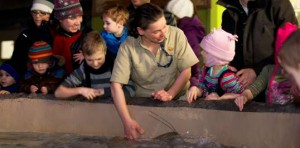 Le pavillon Odyssée Pacifique Sud, dernière nouveauté au Zoo de Granby, a également attiré bon nombre de visiteurs hier. Ici, Diane Leclerc, gardienne d’animaux, explique à une jeune fille comment nourrir les raies.  