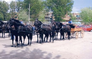 DÉFILÉ 2012 CHEVAUX CANADIENS PIERRE BOISCLAIR 