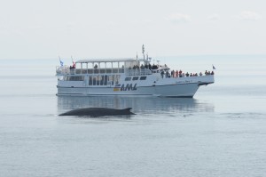 Le Cavalier des Mers qui vogue près d'une baleine, une vraie ! 