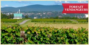 Vivez les vendanges à l'Auberge Saint-Antoine! Vivez les vendanges à l'Auberge Saint-Antoine!