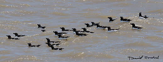 Groupe de pingouins au large du site de nidification