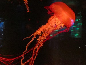 Les méduses