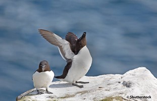 Petits pingouins