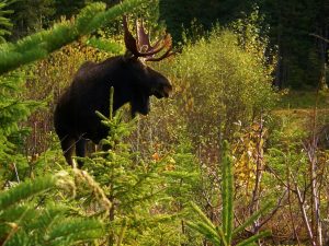 Safaris d’observation de l’orignal à la Forêt Montmorency