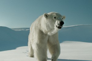 L'ours