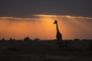 En Tanzanie