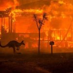 Australie : 1,25 milliard d'animaux morts à cause des incendies de forêts