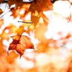 activités à faire au québec cet automne
