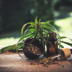 Le CBD peut-il soulager efficacement les douleurs?