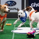 Le Puppy Bowl XVII