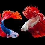Poisson combattant Betta : durée de vie et entretien