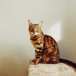 Chats Bengal : caractère et historique