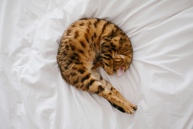 chat bengal