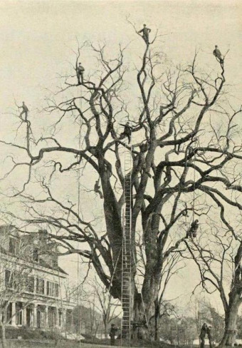 1800 – Des travailleurs coupent un arbre